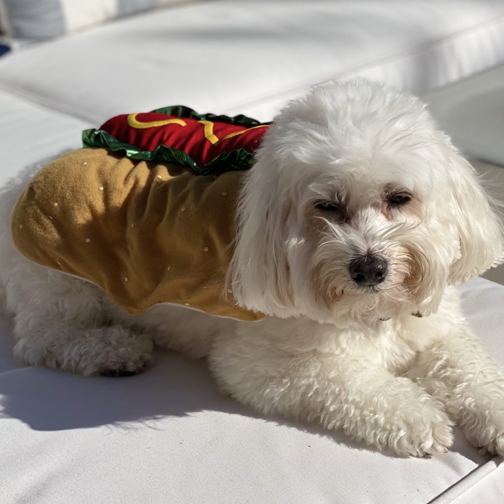 Amazing Pet Halloween Costumes You Have To See